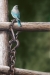 Blue Bird With Chain